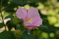 芙蓉の花