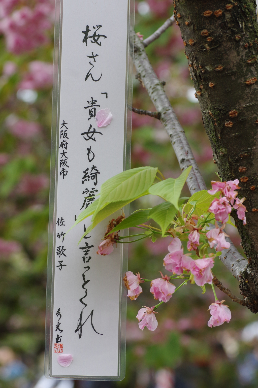 造幣局桜の通り抜け