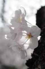 SAKURA PINK BLEND