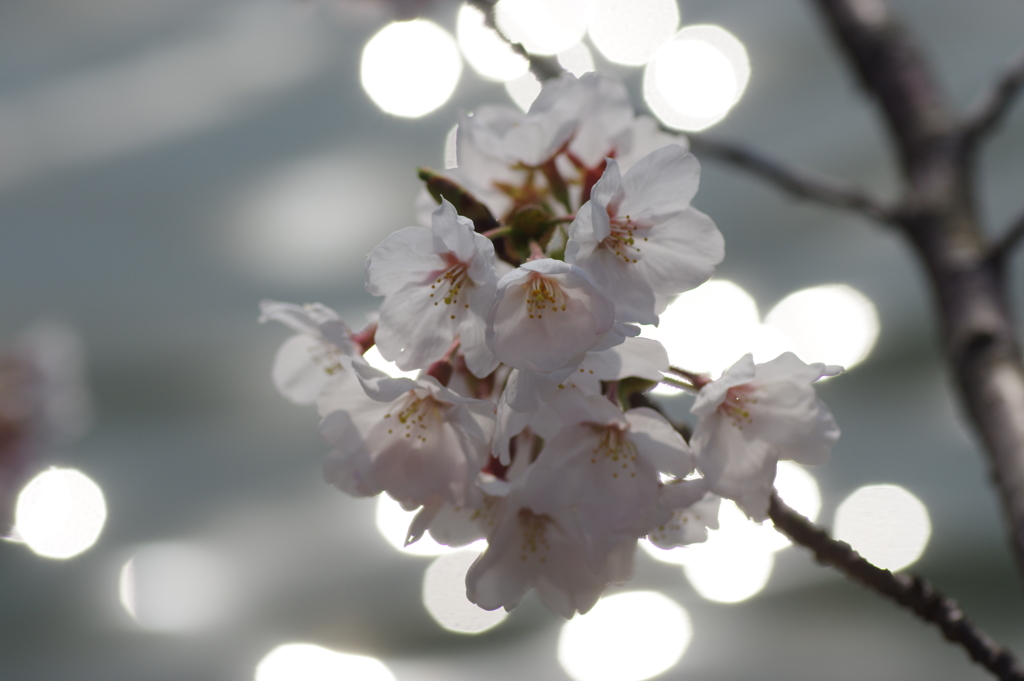明石公園の桜