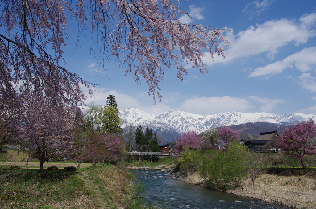 大出の吊り橋と白馬岳