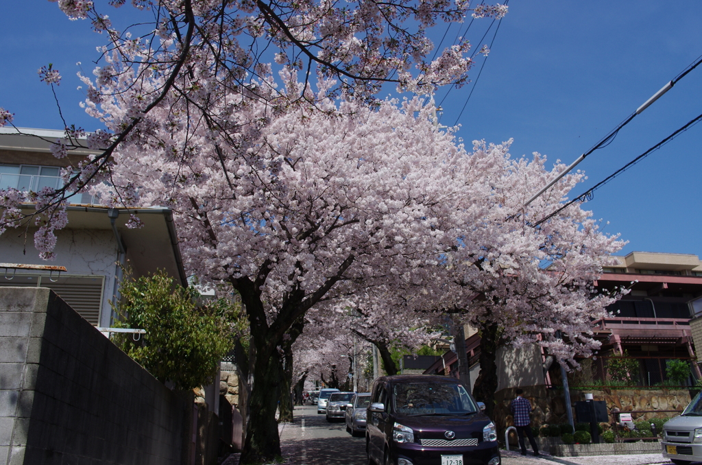桜トンネル
