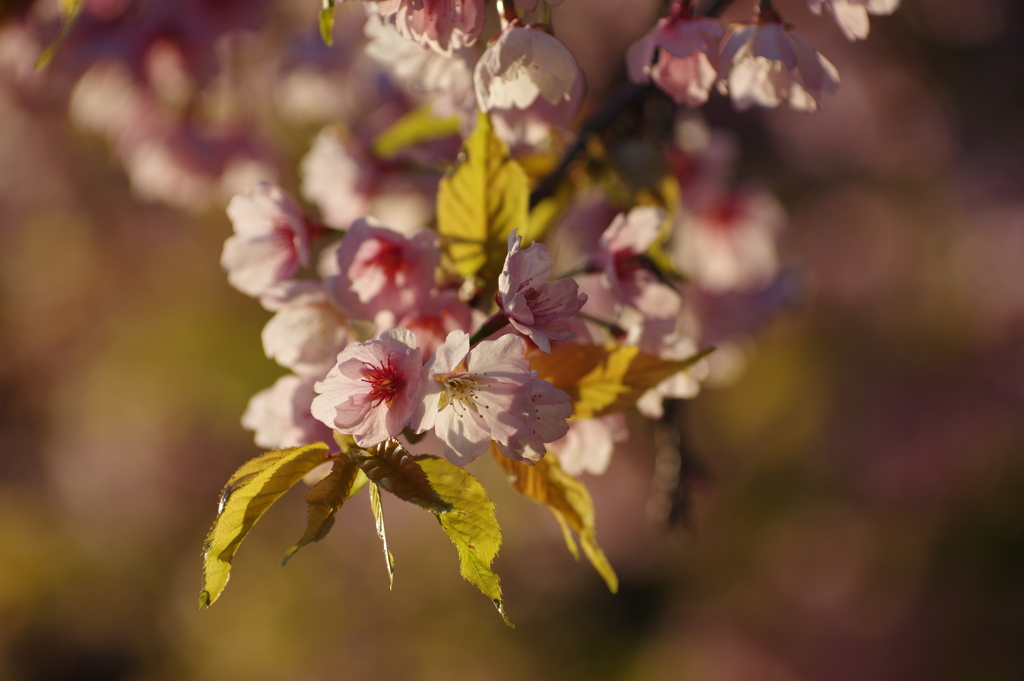 安曇野アートラインの桜