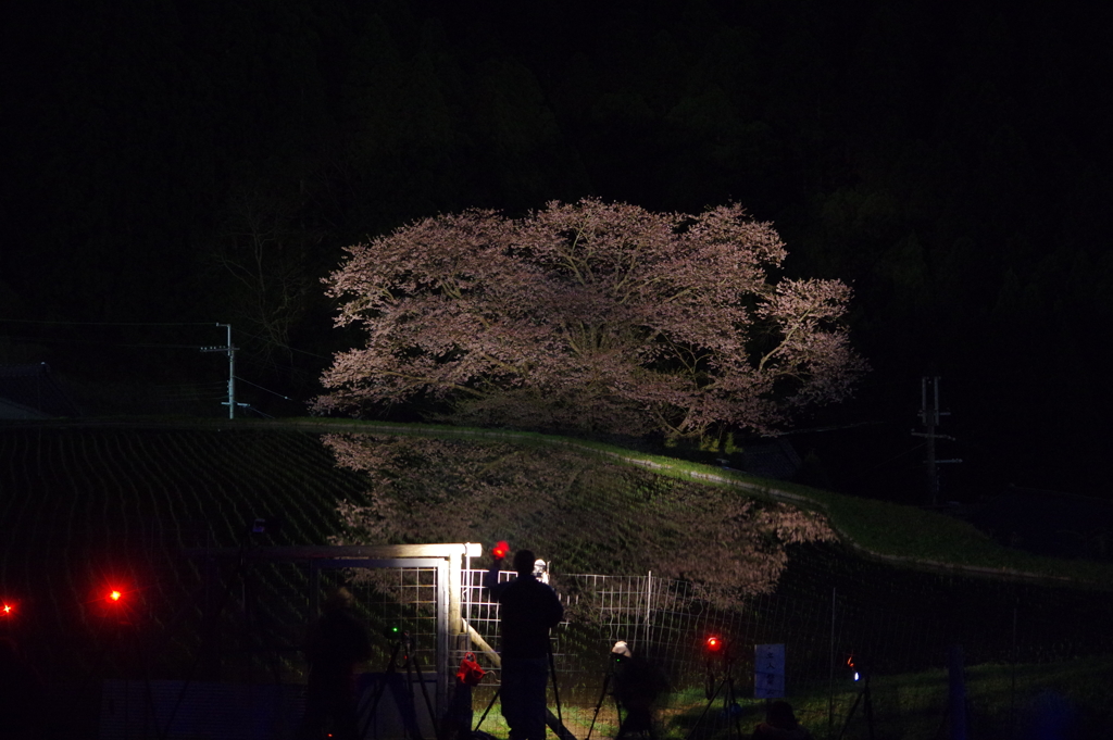 諸木野の桜