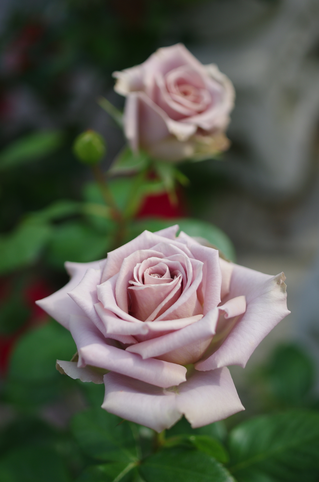 IMGP6648