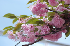 造幣局桜の通り抜け