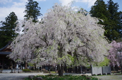 長谷寺の枝垂桜