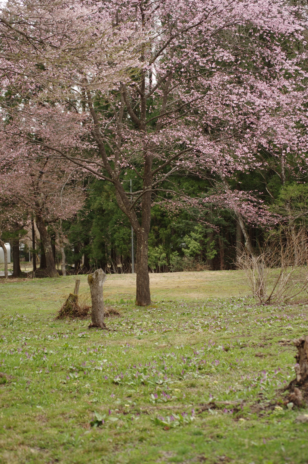 白馬貞麟寺の桜とカタクリ群製