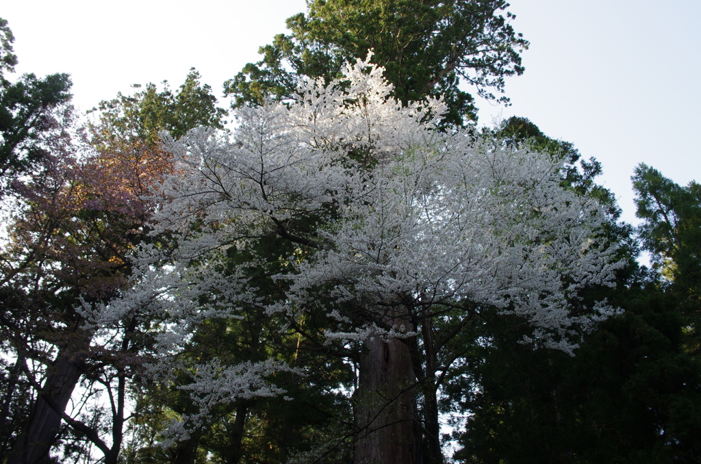 白馬細野諏訪社の桜