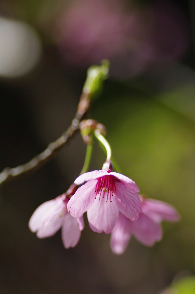 赤桜