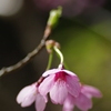 赤桜