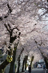 桜トンネル