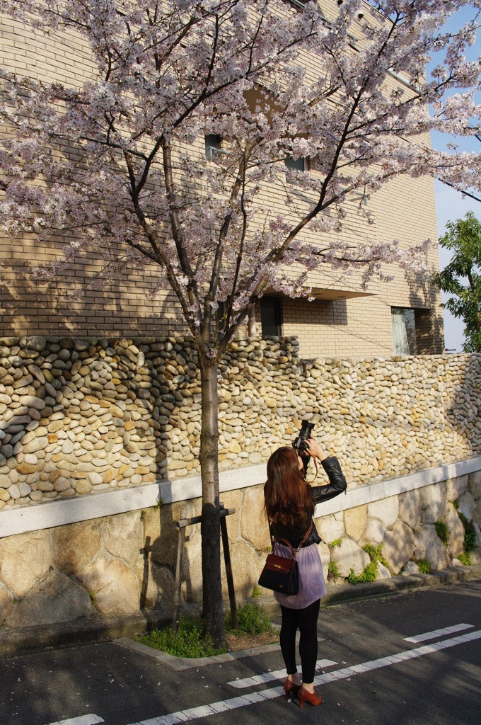 桜撮り