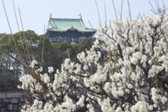 大阪城梅林