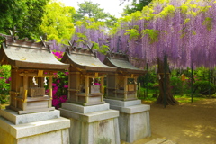 住吉神社の藤