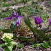 紫と春