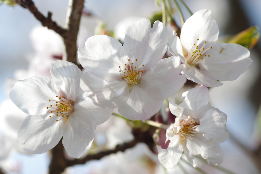 明石公園の桜