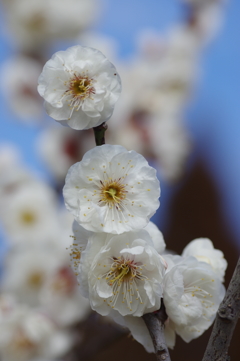  石ケ谷公園梅林にて