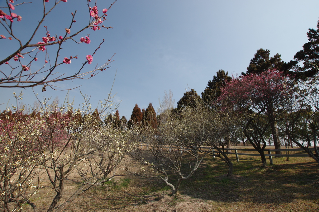 石ケ谷公園梅林にて