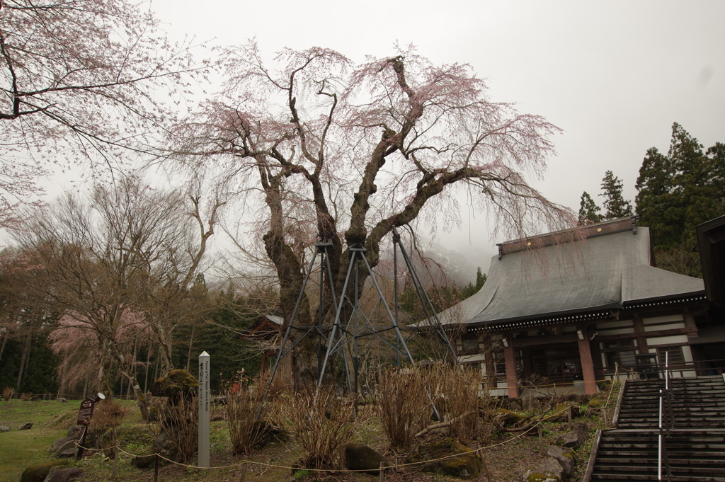 白馬貞麟寺の桜