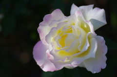IMGP2461
