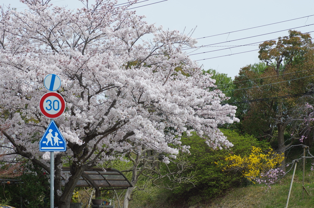桜並木