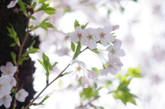 桜トンネル