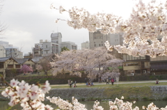 鴨川先斗町の桜