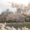 鴨川先斗町の桜