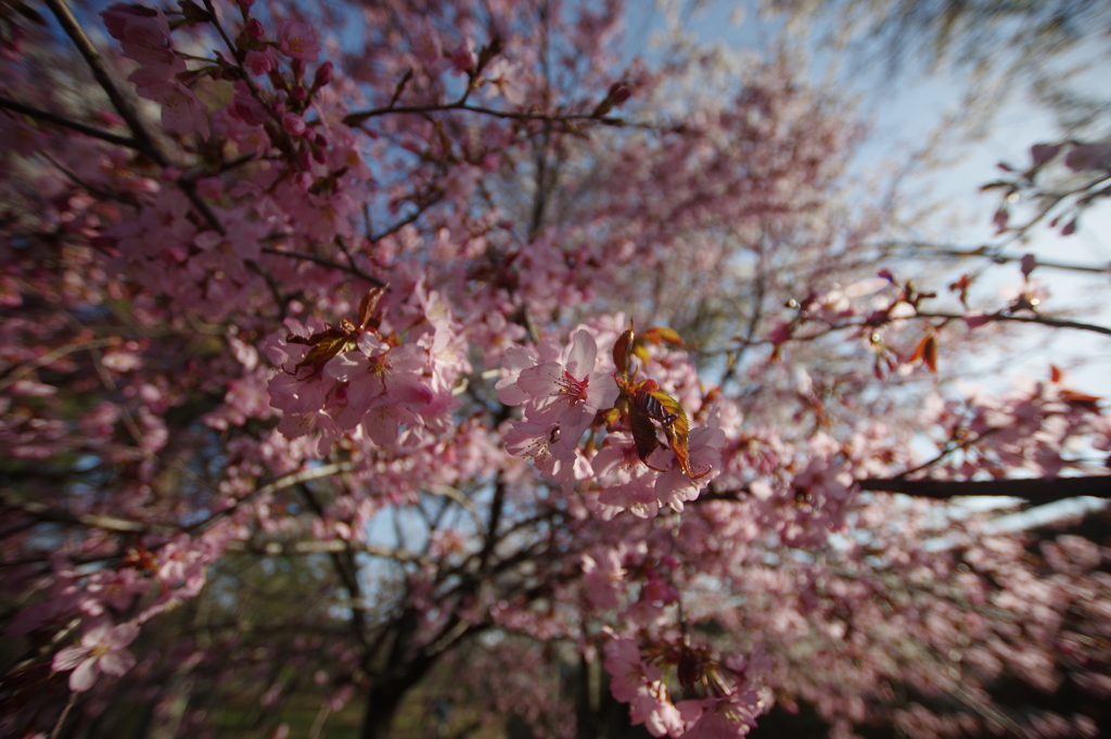 安曇野アートラインの桜