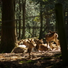 春日山原生林の鹿