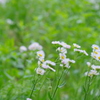 そよぐ花