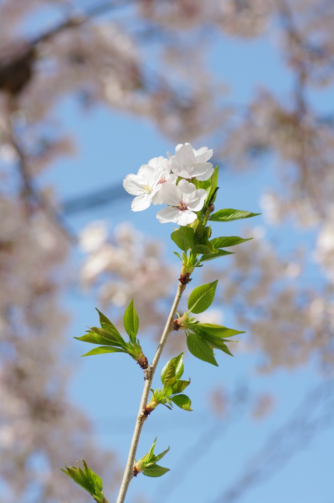 花かんざし