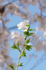 花かんざし