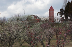 石ケ谷公園梅林