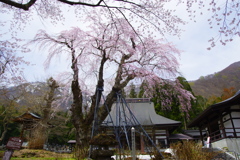 貞麟寺の枝垂れ桜