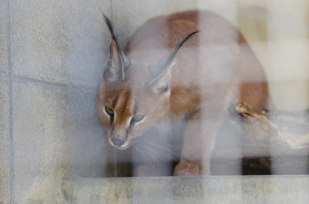 カラカル　大観衆に気が立つ。