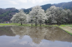 大こぶし