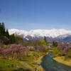 白馬連峰と桜