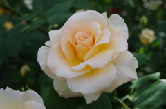 IMGP6479