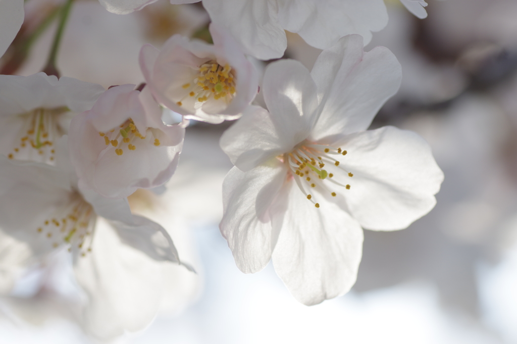 明石公園の桜