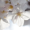 明石公園の桜