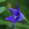 IMGP0800