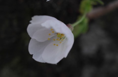 開花