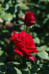IMGP2387