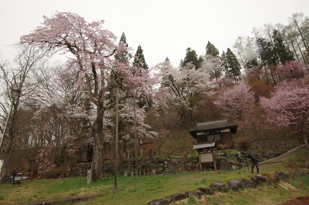 白馬岩岳轍念桜