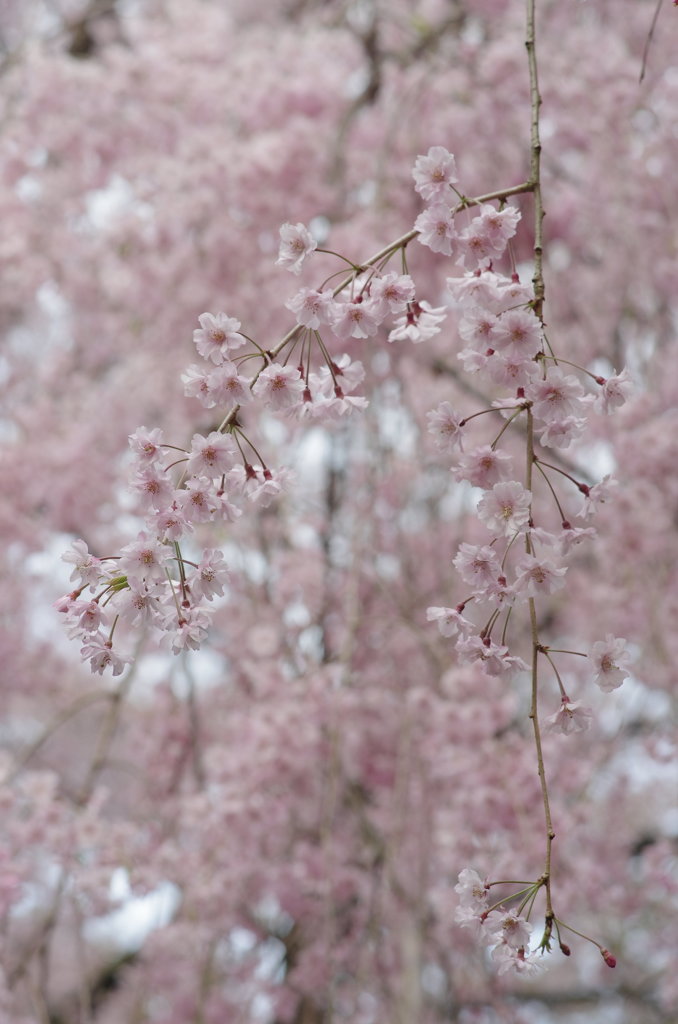 桜庭にて