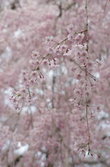 桜庭にて