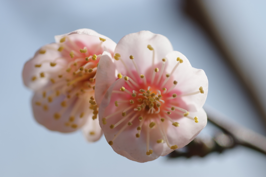 石ケ谷公園梅林にて