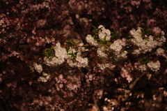 夜桜満開